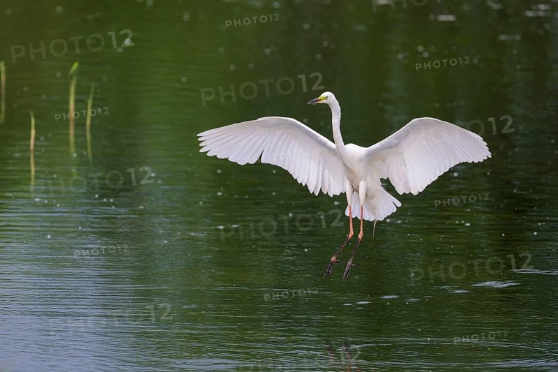 Great Egret Modesta, Ardea alba modesta, European Great White Egret Modesta, Lower Saxony, Germany