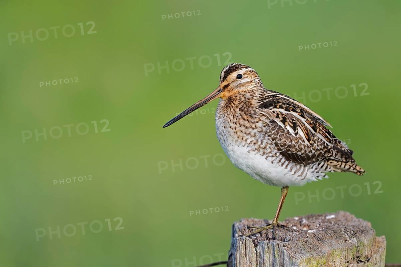 Common snipe (Gallinago gallinago) sitting on a pole, Lower Saxony, Germany