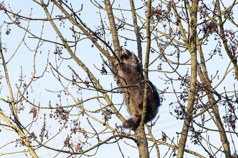 A cute raccoon sleeps relaxed on a tree between the branches and enjoys the warm winter sun. This tranquil scene provides a sense of peace and closeness to nature
