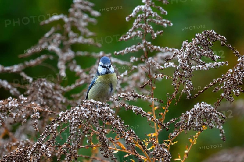 Blue tit (Cyanistes caeruleus) on a faded goldenrod (Solidago) Bavaria, Germany