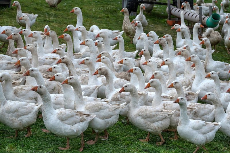 Free-range fattening geese (Anser anser domesticus) in a meadow, Bullach, Middle Franconia, Bavaria, Germany