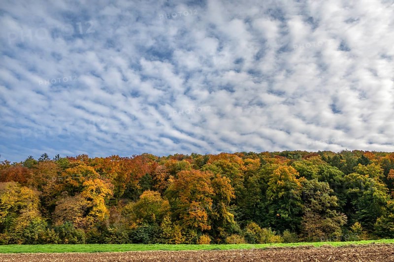Mixed autumn forest, cloudy sky, Happurg, Middle Franconia, Bavaria, Germany