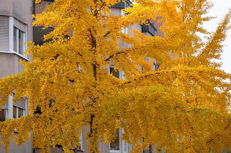 Golden yellow ginkgo trees in the city of Fürth, Middle Franconia, Bavaria, Germany