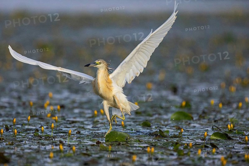 Squacco Heron (Ardeola ralloides) in the fog Hungary