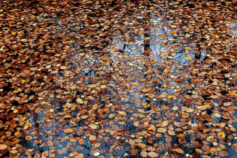 Autumn leaves, autumn-colored leaves floating on moor water, Osterwald, Zingst, Fischland-Darß-Zingst, Western Pomerania Lagoon Area National Park, Mecklenburg-Western Pomerania, Germany