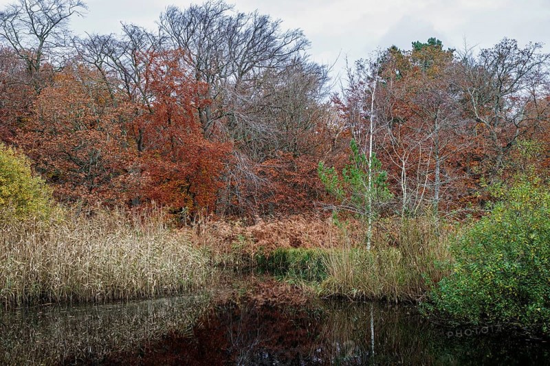 Autumn forest, autumnal trees, water from a small lake in front, Osterwald, Zingst, Fischland-Darß-Zingst, Western Pomerania Lagoon Area National Park, Mecklenburg-Western Pomerania, Germany