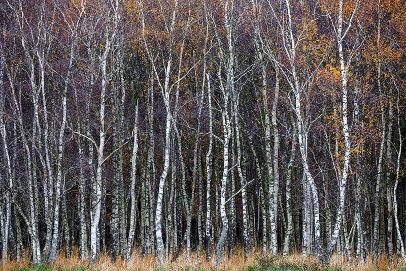 Birch forest, autumn coloured birch trees (Betula), Osterwald, Zingst, Fischland-Darß-Zingst, National Park Vorpommersche Boddenlandschaft, Mecklenburg-Vorpommern, Germany