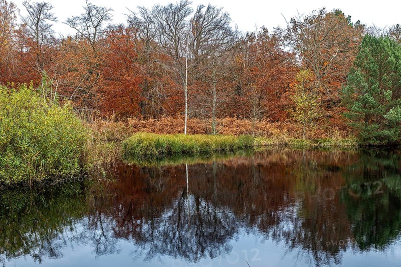 Autumn forest, autumn-colored trees reflected in the water, Osterwald, Zingst, Fischland-Darß-Zingst, Western Pomerania Lagoon Area National Park, Mecklenburg-Western Pomerania, Germany
