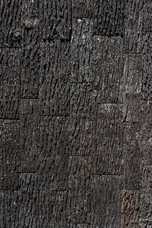 Surface with oak bark as a wood texture