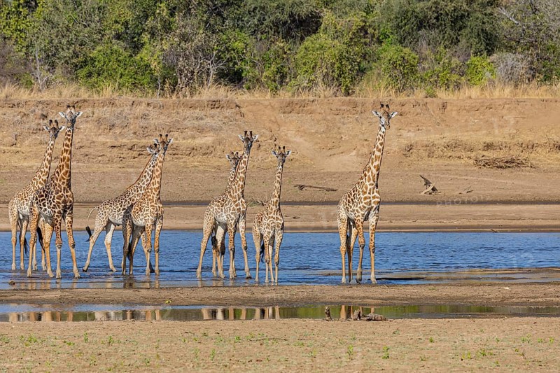 Thornicroft giraffe (Giraffa camelopardalis thornicrofti) crossing the Luangwa River Zambia August