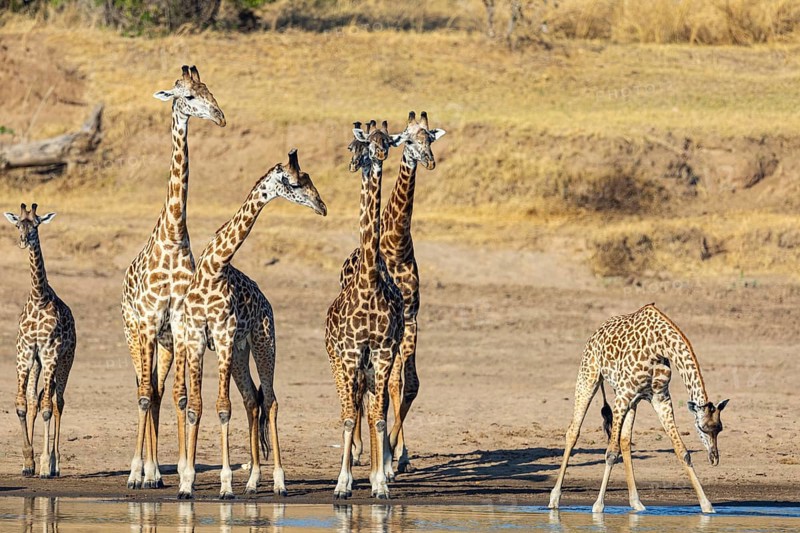 Thornicroft's Giraffe (Giraffa camelopardalis thornicrofti) Luangwa River valley Zambia August