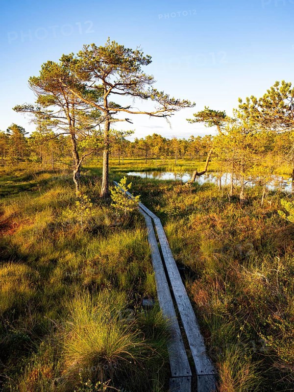 Natural landscape with pine trees and a wooden path in the light of the setting sun over a quiet swamp moor with pine trees, Hällefors, Örebro, Sweden