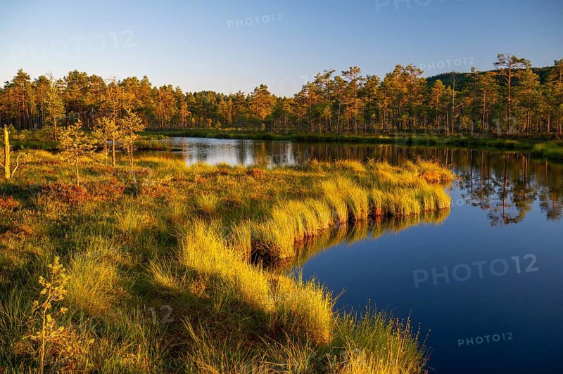 A quiet moor lake surrounded by forest and grass in the warm light of sunset, Hällefors, Örebro, Sweden