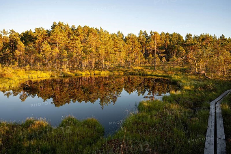 A calm lake in a moor with moor pine trees in the evening light whose reflections are visible in the water, Hällefors, Örebro, Sweden