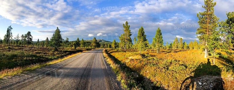 A quiet forest road under a blue sky with scattered clouds and sunlight illuminating the trees, a shadow of a motorcycle on the side, Härjedalen, Sweden