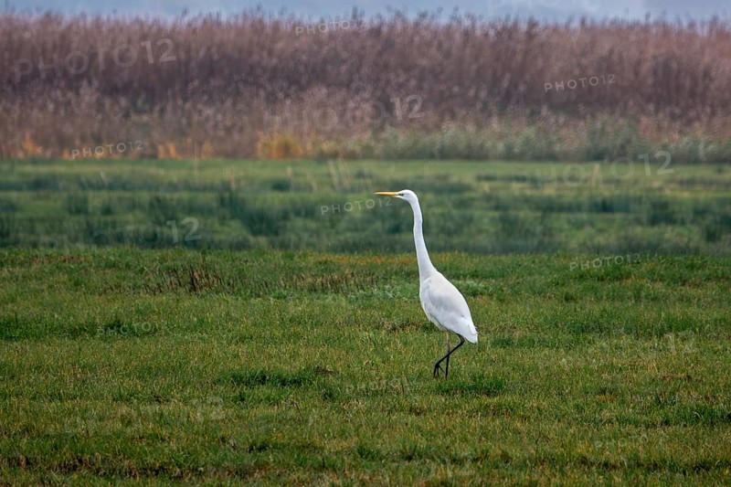 Great White Egret (Ardea alba) in a field, near Zingst, Fischland-Darß-Zingst, Western Pomerania Lagoon National Park, Mecklenburg-Western Pomerania, Germany