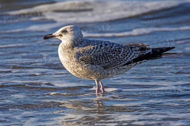 Herring Gull (Larus argentatus), on the beach, Fischland-Darß-Zingst, Baltic Sea, Mecklenburg-Western Pomerania, Germany