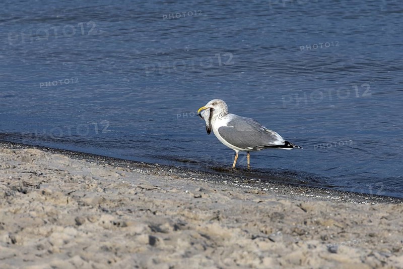 Seagull (Larinae) on the beach, eating a fish, Fischland-Darß-Zingst, Baltic Sea, Mecklenburg-Western Pomerania, Germany