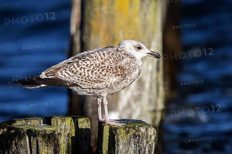 Herring Gull (Larus argentatus), sitting on a groyne, Fischland-Darß-Zingst, Baltic Sea, Mecklenburg-Western Pomerania, Germany