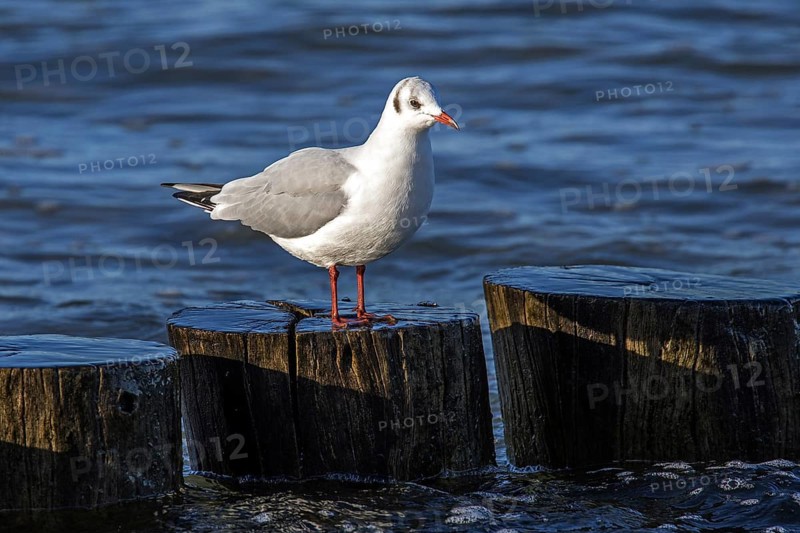 Black-headed gull (Chroicocephalus ridibundus), sitting on a groyne, Fischland-Darß-Zingst, Baltic Sea, Mecklenburg-Western Pomerania, Germany