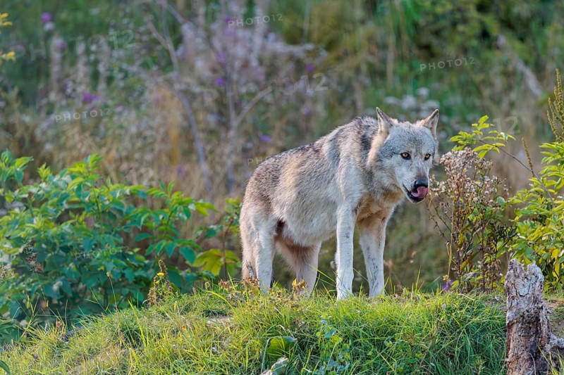 A timber wolf (Canis lupus lycaon) stands on a sunny day on its lookout in a clearing. NE USA
