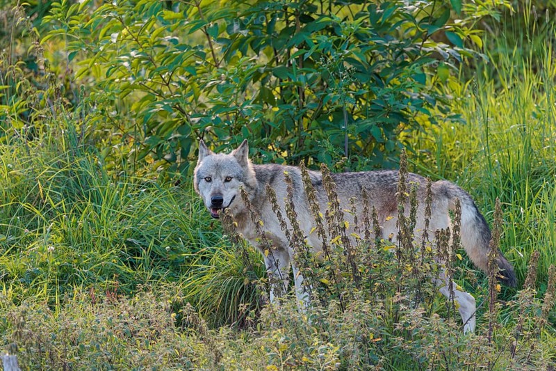 A timber wolf (Canis lupus lycaon) stands in backlight on a sunny day in dense green vegetation in a clearing. NE USA