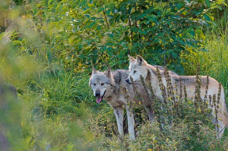 Two timber wolves (Canis lupus lycaon) stand on a sunny day in dense green vegetation in a clearing. NE USA