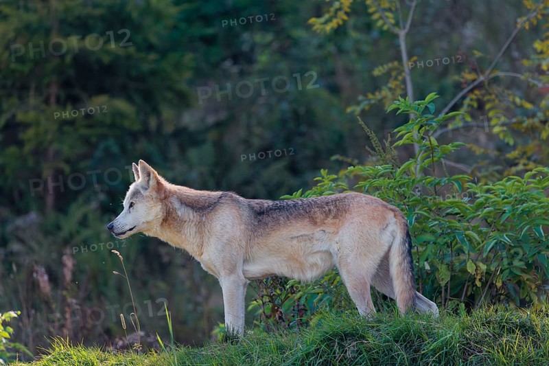 A timber wolf (Canis lupus lycaon) stands in backlight on a sunny day in green vegetation in a clearing. NE USA