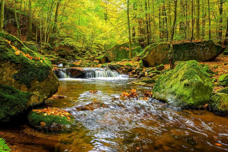The river Ilse in the Harz National Park flows through an autumn forest with intensive moss growth, Ilse Valley, Harz National Park, Ilsenburg, Saxony-Anhalt, Germany