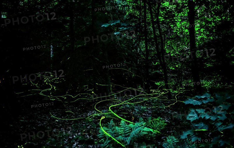 False firefly (Lamprohiza splendidula) Firefly, flying in search of mate, long exposure, stitched from several individual images, Lower Saxony, Meller Berge, Wiehengebirge