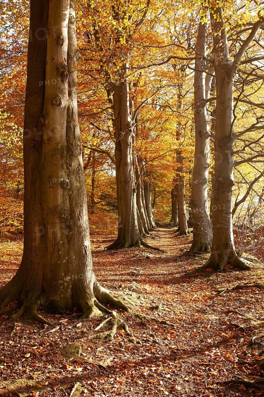 Tree avenue in autumn, Stikelkamper Wald, Leer District, East Frisia, Lower Saxony, Germany