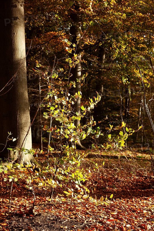 Autumn leaves in Stikelkamp Forest, Leer District, East Frisia, Lower Saxony, Germany