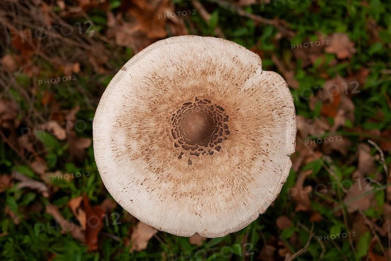 Parasol mushroom (Parasol, Macrolepiota procera) raw poisonous, edge of forest, Ter Borg, municipality of Westerwolde, province of Groningen, Netherlands