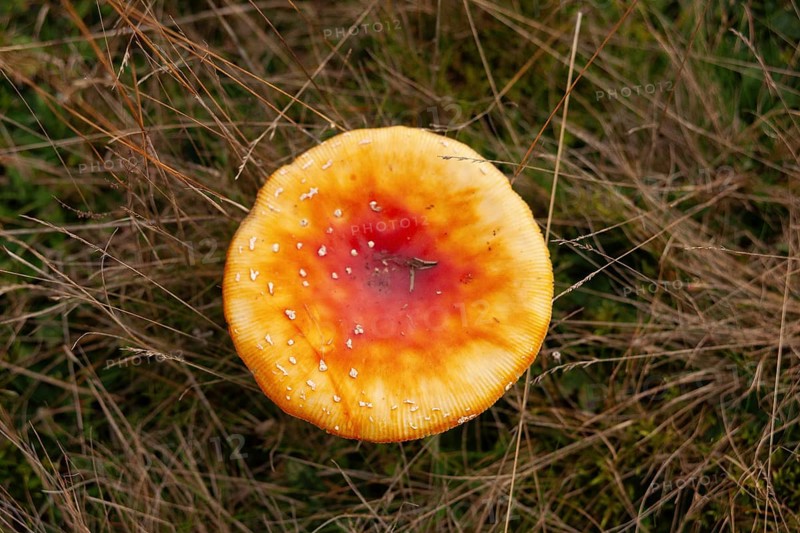 Fly agaric (Amanita muscaria), forest edge, Ter Borg, municipality of Westerwolde, province of Groningen, Netherlands