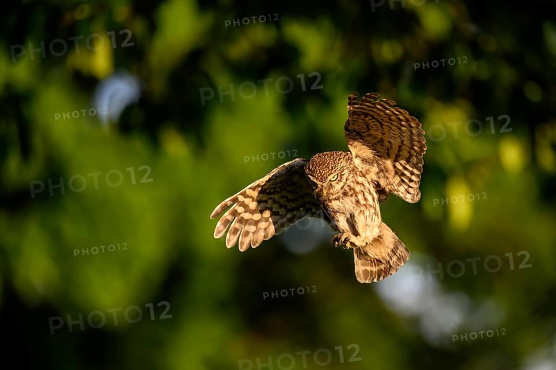 Little owl (Athene noctua), endangered species, owl, flying, Teutoburg Forest, Osnabrücker Land, Lower Saxony, Germany