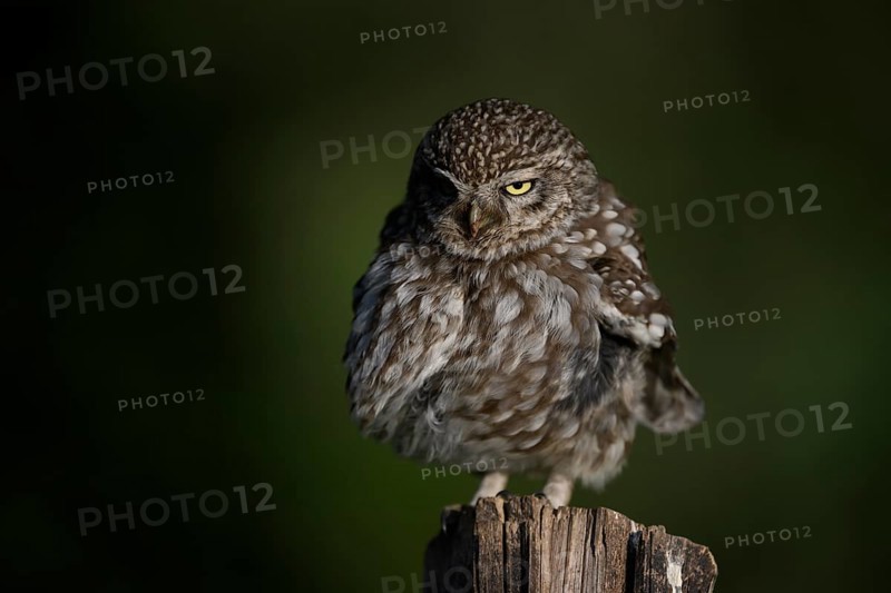 Little owl (Athene noctua) on fence post, fluffed up up, Teutoburg Forest, Osnabrücker Land, Lower Saxony, Germany