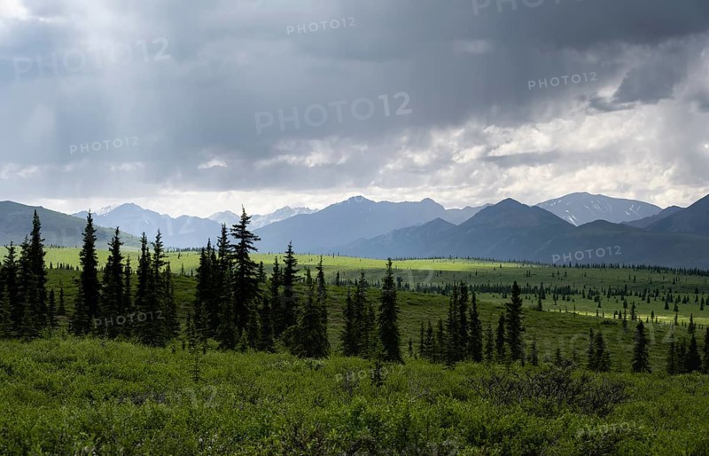 Taiga and tundra, mountain landscape of the Alaska Range with dramatic cloudy sky, Denali National Park, Alaska, USA