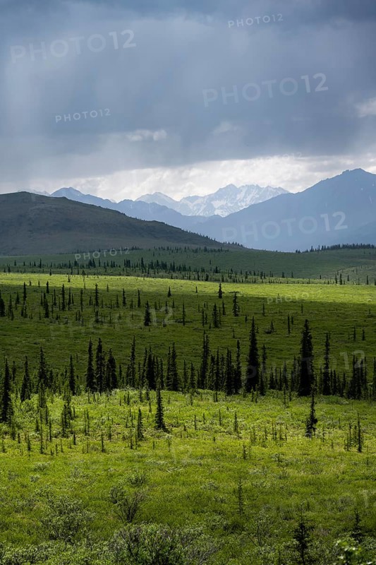 Taiga and tundra, mountain landscape of the Alaska Range with dramatic cloudy sky, Denali National Park, Alaska, USA