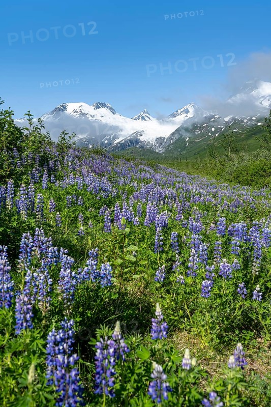 Picturesque landscape on the Richardson Highway, blooming Alaskan lupines (Lupinus nootkatensis), mountain peak with glacier Worthington Glacier in the background, Chugach Mountains, Alaska, USA