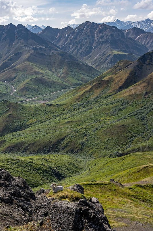 Dall sheep or Alaskan snow sheep (Ovis dalli) between rocks, mountain landscape, Denali National Park and Preserve, Alaska, USA