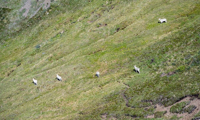 Dall sheep or Alaskan snow sheep (Ovis dalli) in a meadow in the mountains, Denali National Park and Preserve, Alaska, USA