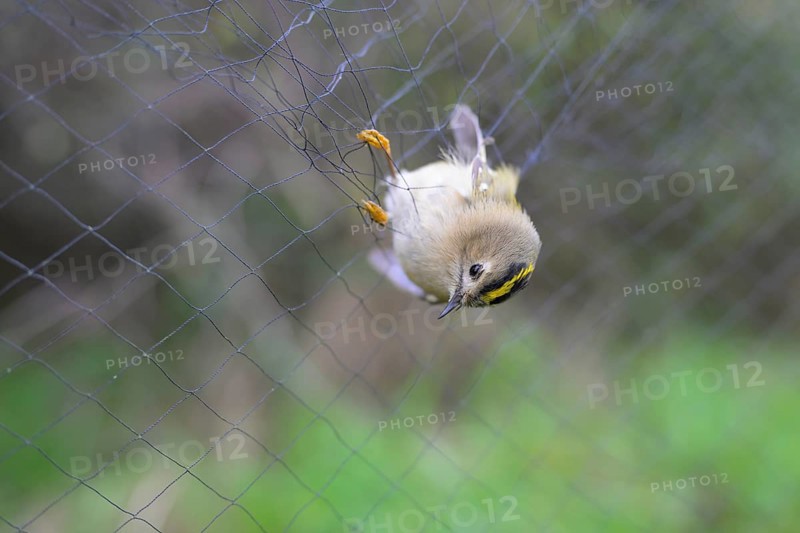 A goldcrest (Regulus regulus) hanging in a net, Japanese net, surrounded by blurred greenery, bird ringing, ornithology, bird migration research, Münsterland, North Rhine-Westphalia, Germany