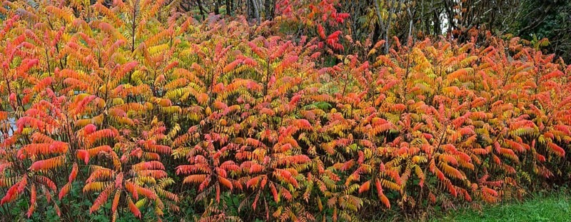Vinegar trees (Rhus typhina) in their autumn colours, Franconia, Bavaria, Germany