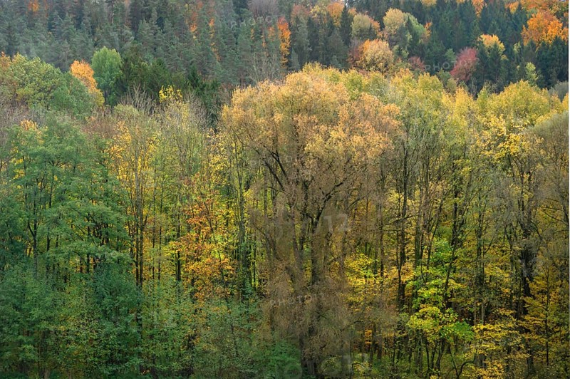 Herbstlicher Mischwald, Egloffstein, Upper Franconia, Bavaria, Germany