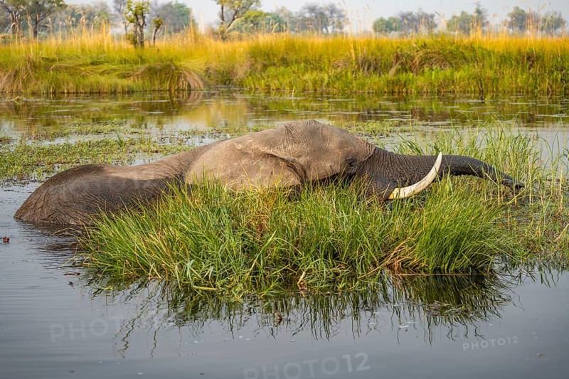 African elephant (Loxodonta africana) swimming in the swamp, grazing, Xakanaxa Lagoon, Okavango Delta, Moremi Game Reserve, Botswana