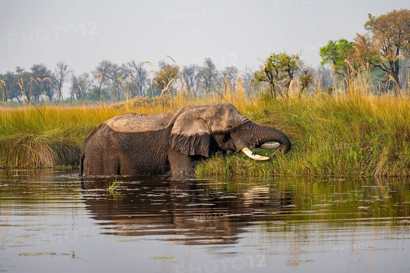 African elephant (Loxodonta africana) grazing in the swamp, Xakanaxa Lagoon, Okavango Delta, Moremi Game Reserve, Botswana