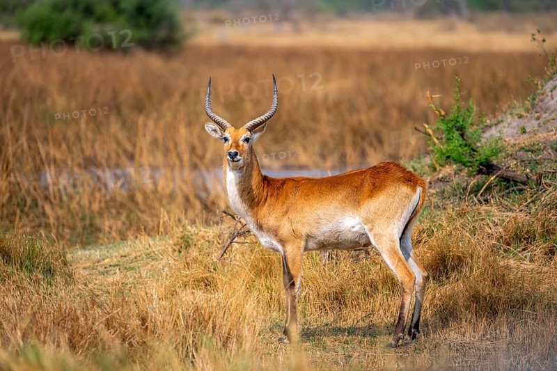 Letschwe or lychee moor antelope (Kobus leche), adult male, Xakanaxa, Okavango Delta, Moremi Game Reserve, Botswana