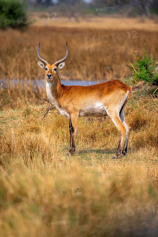 Letschwe or lychee moor antelope (Kobus leche), adult male, Xakanaxa, Okavango Delta, Moremi Game Reserve, Botswana