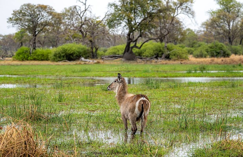Elliptic waterbuck (Kobus ellipsipiprymnus), standing in shallow water, Okavango Delta, Moremi Game Reserve, Botswana