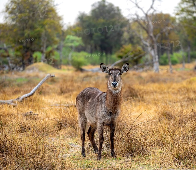 Elliptic waterbuck (Kobus ellipsiprymnus), Okavango Delta, Moremi Game Reserve, Botswana